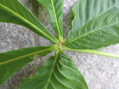 Aesculus turbinata