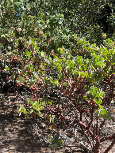 iNaturalist observation photo of Pringle's manzanita