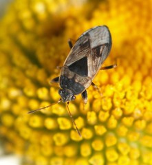 Trapezonotus ullrichi