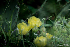 Opuntia sanguinocula