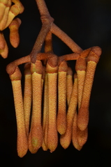 Amyema pendula pendula