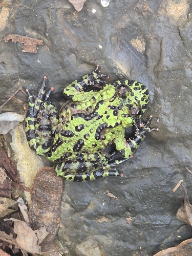 Oriental Fire-bellied Toad
