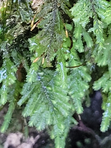 Lopidium concinnum observed 2026-10-16