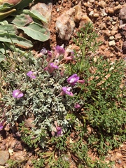 Astragalus calycosus