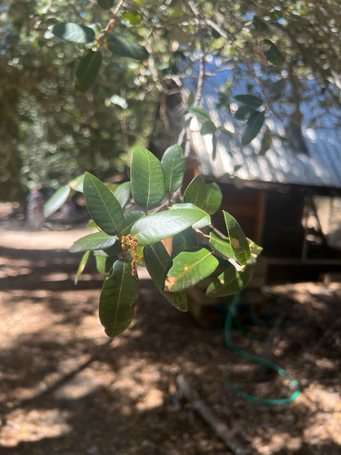 iNaturalist observation photo of canyon live oak