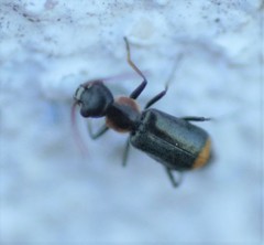 Axinotarsus marginalis