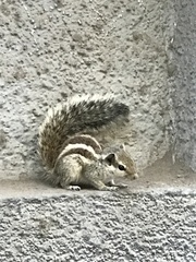 Funambulus pennantii