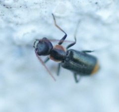 Axinotarsus marginalis