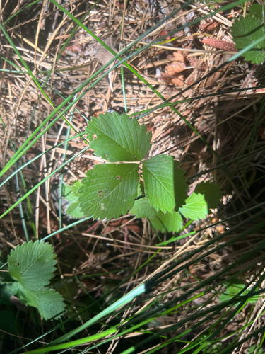 iNaturalist observation photo of strawberries