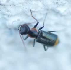 Axinotarsus marginalis