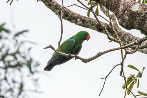 Eclectus roratus observed 2026-10-12
