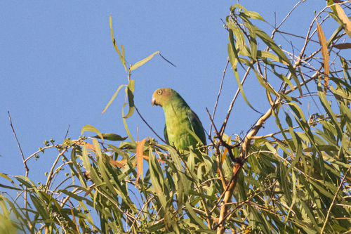 Geoffroyus geoffroyi observed 2026-10-15