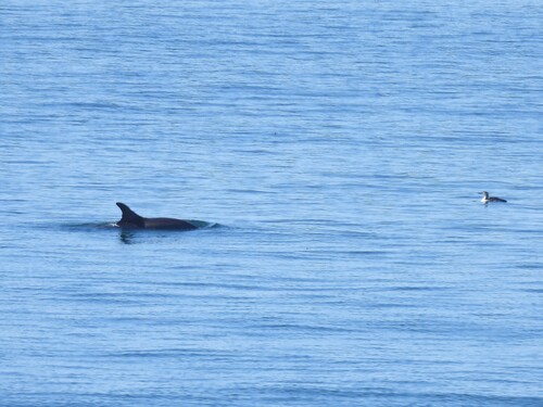 Common Bottlenose Dolphin observed by okaugust