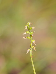 Genoplesium despectans