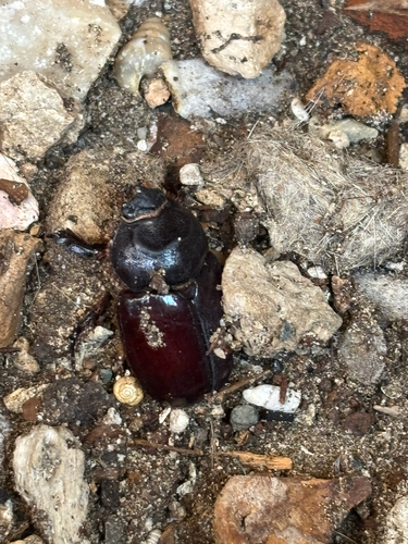 Oryctes nasicornis corniculatus