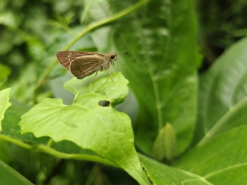 Formosan Swift