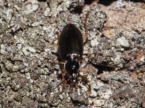 Notagonum, 2026-10-12
