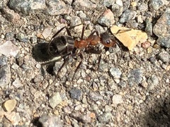 Formica polyctena × rufa