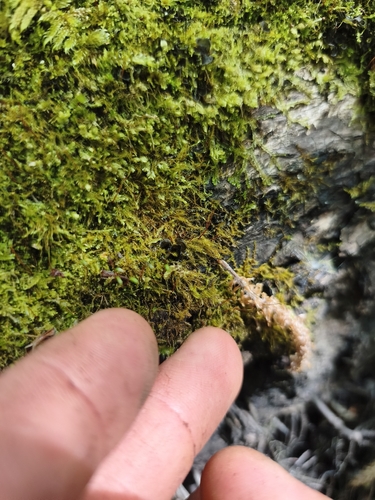Amblystegium serpens observed 2026-10-17