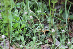 Antennaria dioica