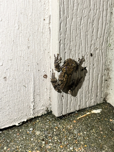 Gray Treefrog observed by ashley84905