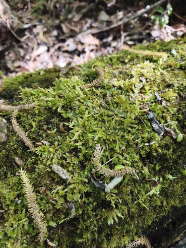 Brachythecium rutabulum observed 2026-10-17