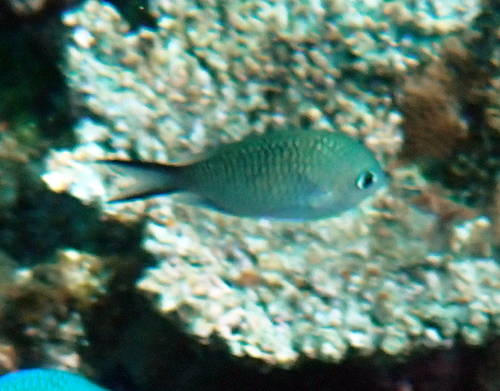 Chromis ternatensis observed 2026-10-16