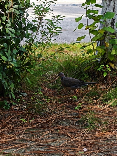 Spotted Dove