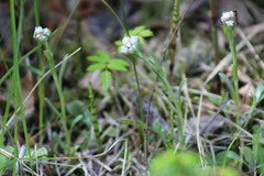 Antennaria dioica