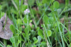 Antennaria dioica