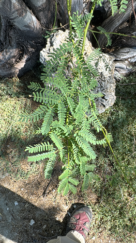 Prosopis pallida observed 2026-10-16