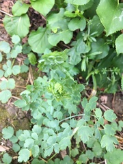 Thalictrum flavum