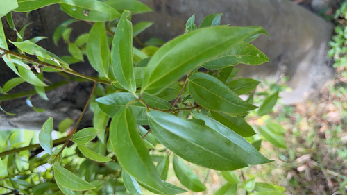 Cinnamomum burmanni observed 2026-10-17