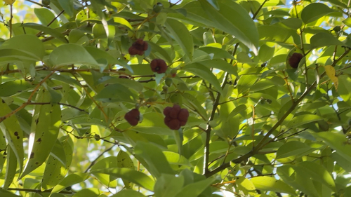 Cinnamomum burmanni observed 2026-10-17
