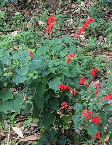 Salvia splendens observed 2026-10-17
