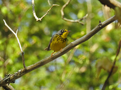 Canada Warbler photo 5
