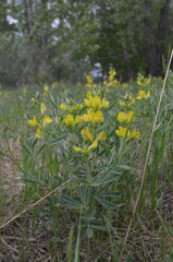 Thermopsis lanceolata