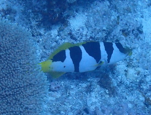 Plectropomus laevis observed 2026-10-13