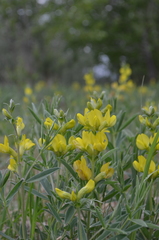 Thermopsis lanceolata