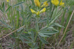 Thermopsis lanceolata