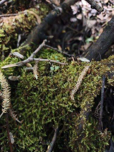 Leptodictyum riparium observed 2026-10-17