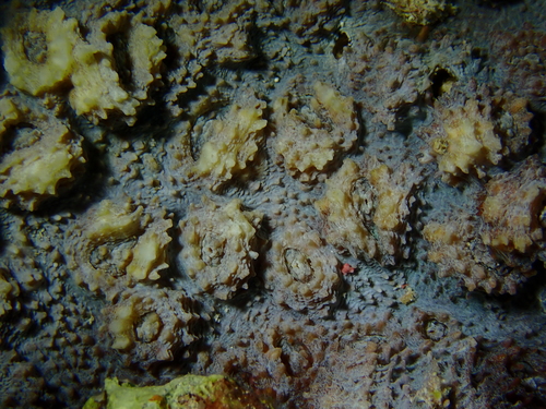 Echinophyllia aspera observed 2026-10-13