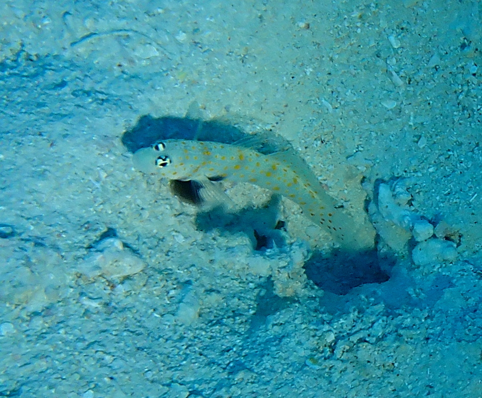 Black-chest Shrimp-goby