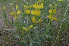 Thermopsis lanceolata