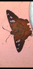 Myscelus belti