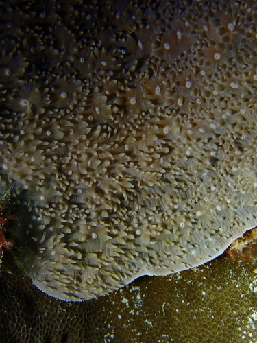 Pavona observed 2026-10-13