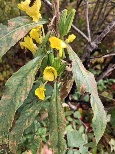 Oenothera parviflora, 2026-10-12