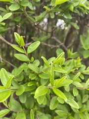 Magnoliopsida