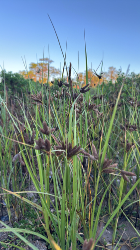 Bolboschoenus maritimus observed 2026-10-14