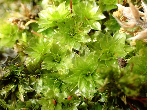 Rosulabryum subtomentosum observed 2026-10-17